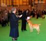 Labrador Crufts 2007 Лабрадор