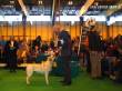 Labrador Crufts 2007 