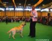 Labrador Crufts 2007 