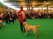 Labrador Crufts 2007 