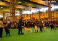 Labrador Crufts 2007 