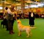 Labrador Crufts 2007 