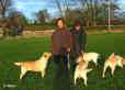 Labrador Crufts 2007 