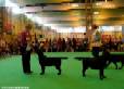 Labrador Crufts 2007 