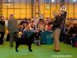 Labrador Crufts 2007 Лабрадор