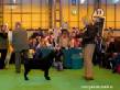 Labrador Crufts 2007 