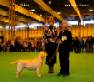Labrador Crufts 2007 Лабрадор