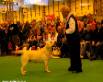 Labrador Crufts 2007 