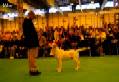 Labrador Crufts 2007 Лабрадор