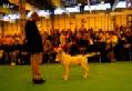 Labrador Crufts 2007 