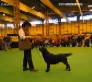 Labrador Crufts 2007 