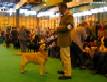 Labrador Crufts 2007 