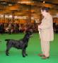 Labrador Crufts 2007 