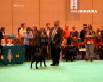 Labrador Crufts 2007 