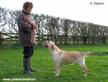 Labrador Crufts 2007 