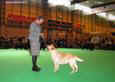 Labrador Crufts 2007 