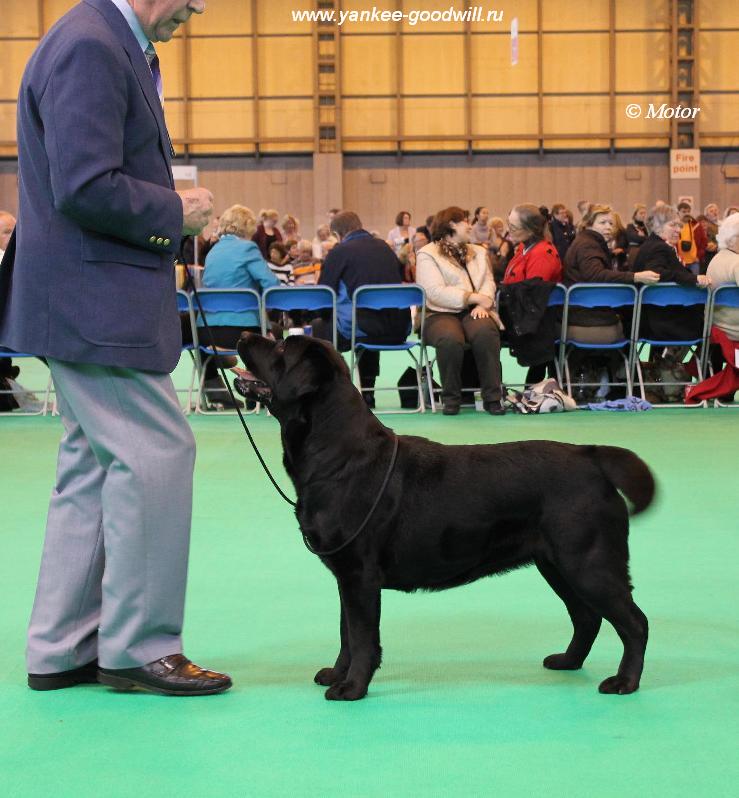 crufts2012_best_bitch.jpg