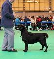 crufts2012