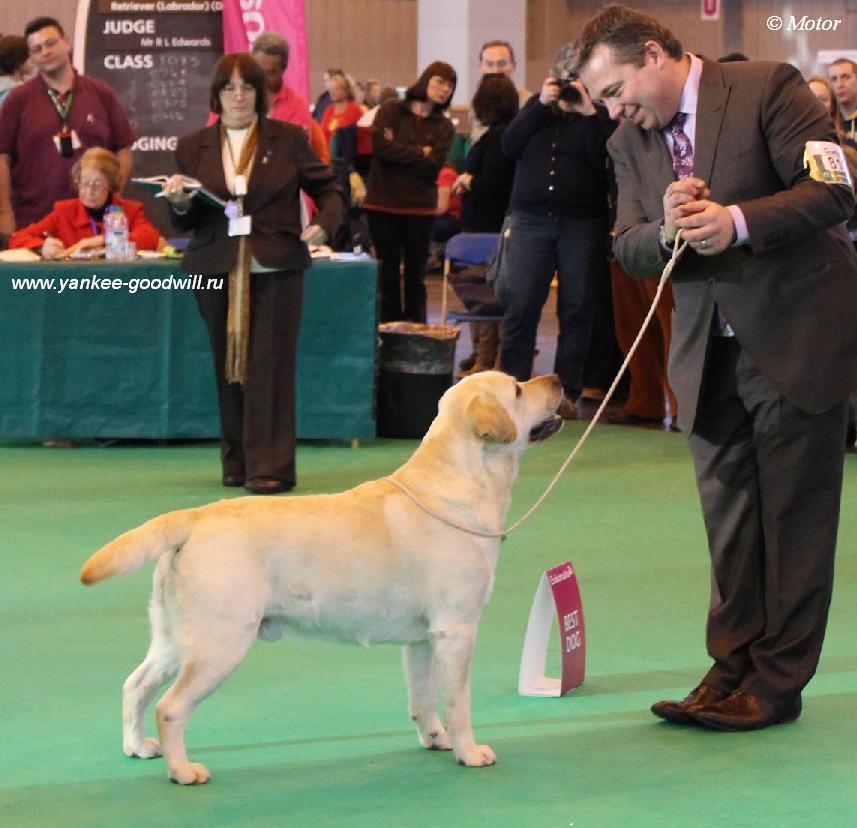 crufts2012_best_dog.jpg