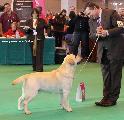 crufts2012