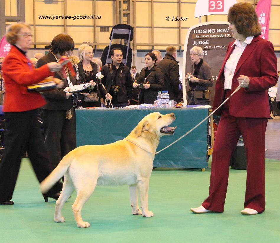 crufts2012_best_vet.jpg