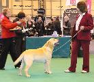 crufts2012