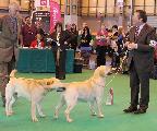 crufts2012