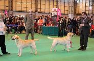 crufts2012