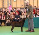 crufts2012