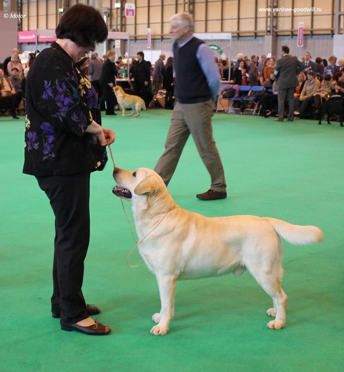 crufts2012_gd8248.jpg