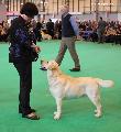 crufts2012