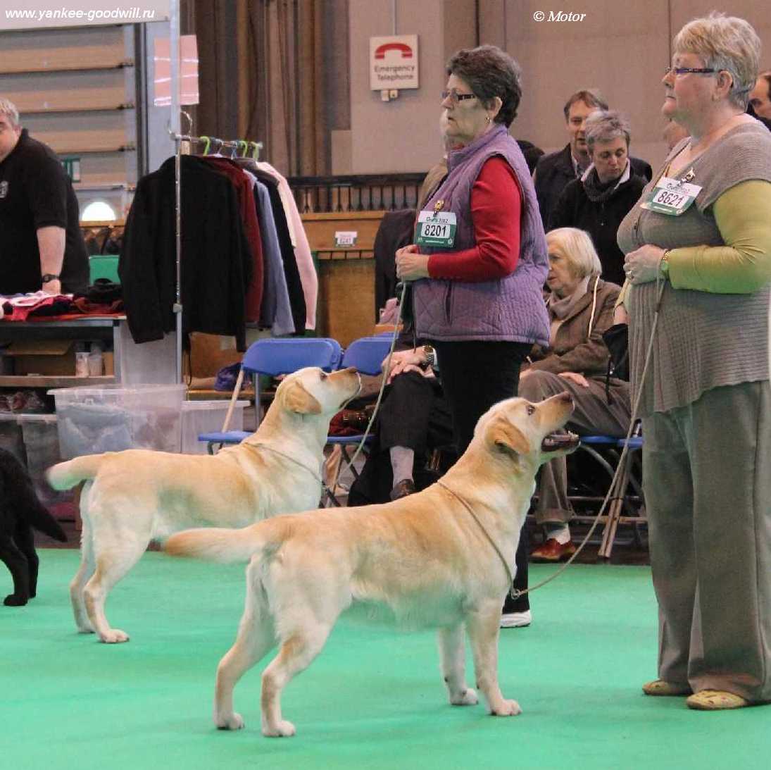 crufts2012_lb1.jpg