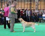 crufts2012