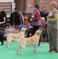 crufts2012