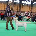 crufts2012