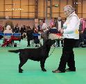 crufts2012