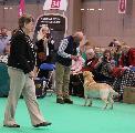 crufts2012