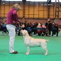 crufts2012