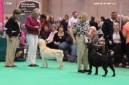 crufts2012