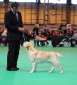 crufts2012