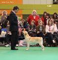 crufts2012