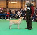 crufts2012