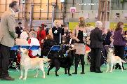 crufts2012