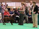 crufts2012