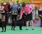 crufts2012