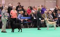 crufts2012