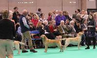 crufts2012