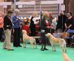 crufts2012