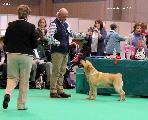 crufts2012