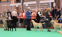 crufts2012